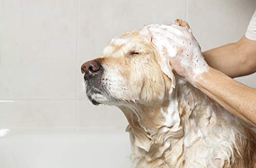 Greenbone Pet Spa All-Natural Plant-Based Shampoo - Lavendar & Chamomile - Calming & Soothing