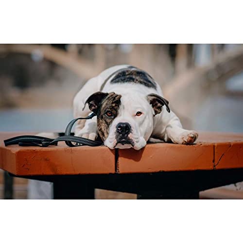 Herm Sprenger - Heavy Duty Rubberized Nylon Reflective Dog Leash 6 Feet - Safety Control No Slip Grip Loop Handle No-Tangle 360