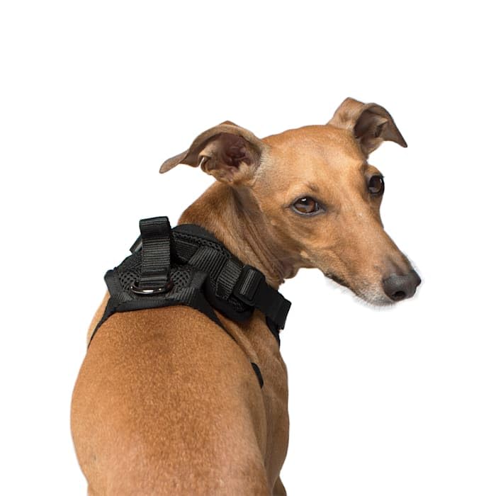 Canada Pooch Everything Dog Harness Black Mesh X-Large