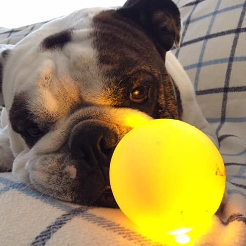 Spunky Pup Fetch & Glow Ball Medium, (Assorted)