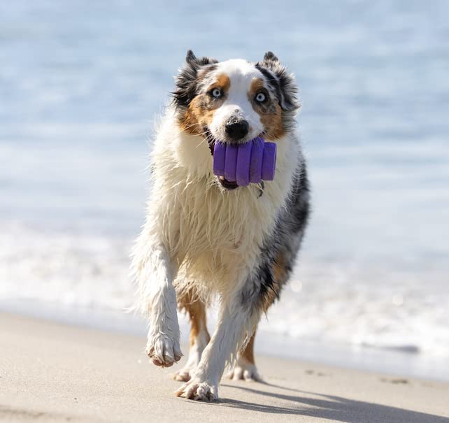 Project Hive Pet Company - Calming Lavender Scented - Hive Chew Toy For Large Dogs - Dog Chew Toy For Large Breeds - Floats In W
