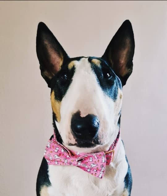 Lionet Paws Easter Dog Collar With Bowtie, Cute Bunny Rabbit Carrot Bowtie Collar With Metal Buckle For Dogs And Cats, Adjustabl