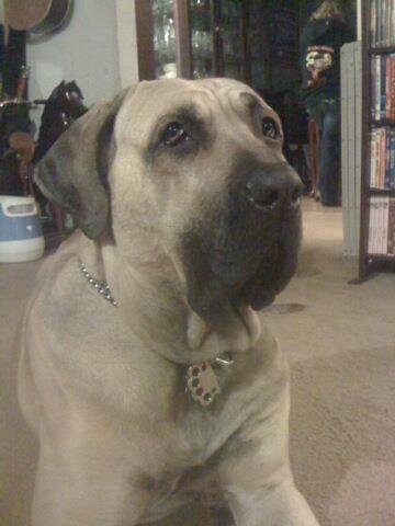 Puppyknucks Brass Knuckles Pet Id Tag Engraveable (Brass, Please Engrave)