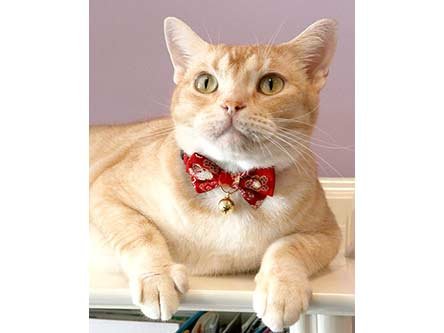 Necoichi Kimono Bow Tie Cat Collar (Red)