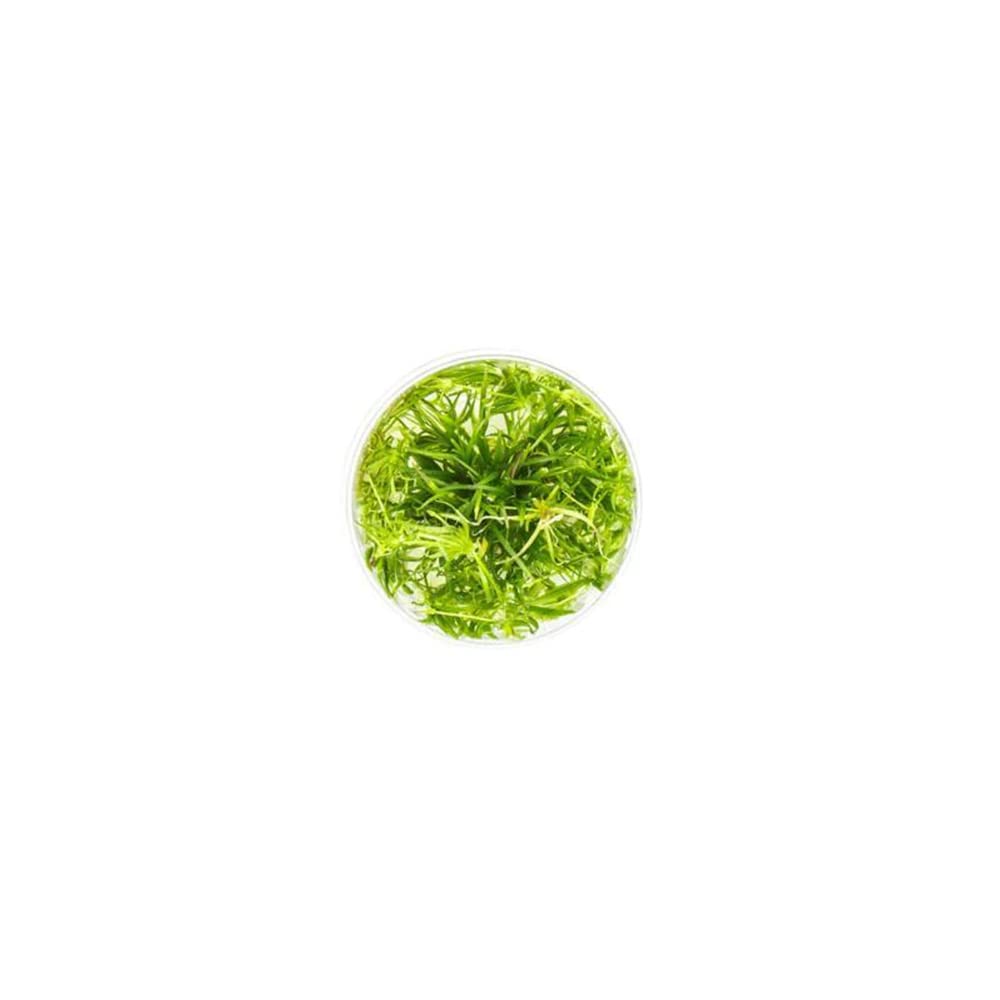 Ultum Nature Systems Echinodorus Helanthium Tenellus Tissue Culture Live Plant for Aquarium, Aquascape, Freshwater Fish Tanks -