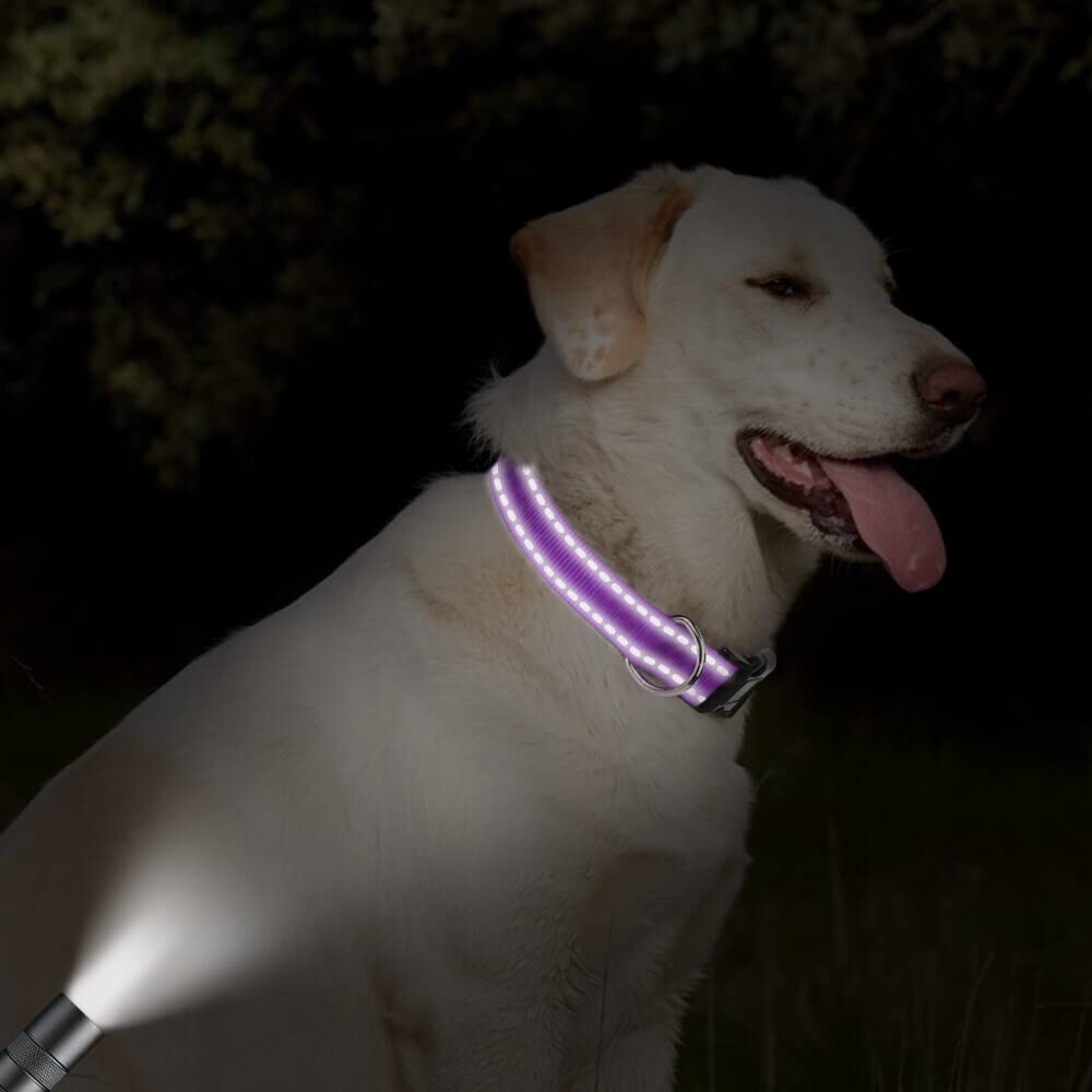 Taglory Reflective Adjustable Dog Collars For Puppy Small Medium Large Dogs, Thin Nylon Webbing And Quick Release Plastic Buckle(Purple,Large)