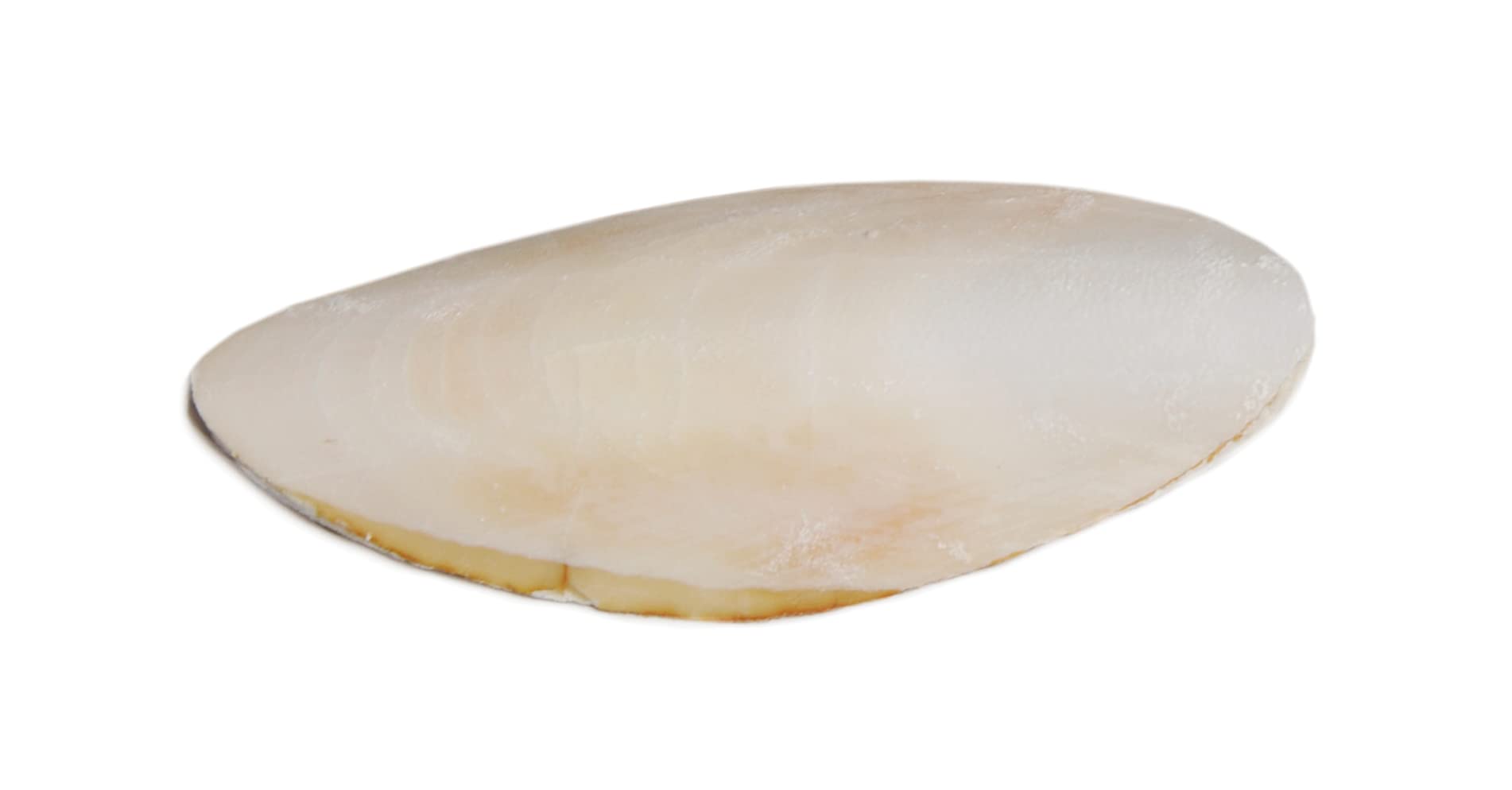 Prevue Pet Products Bpv1143 5-Inch Bird Cuttlebone, Medium