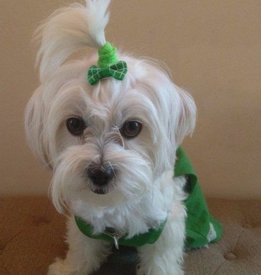Chenkou Craft 40Pcs/20Pairs New Dog Hair Bows With Clips Pet Grooming Products Mix Colors Varies Patterns Pet Hair Bows Dog Accessories (Bow With Clip)