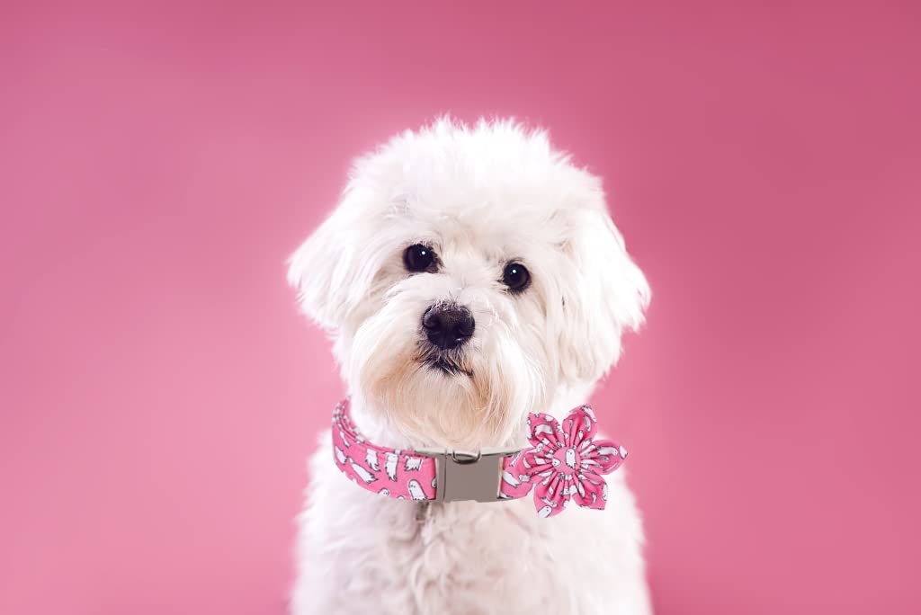 Lionet Paws Dog Collar With Flower, Halloween Flower Collar For Dog,Adjustable Comfortable Dog Collar Gift For Puppy Small Mediu