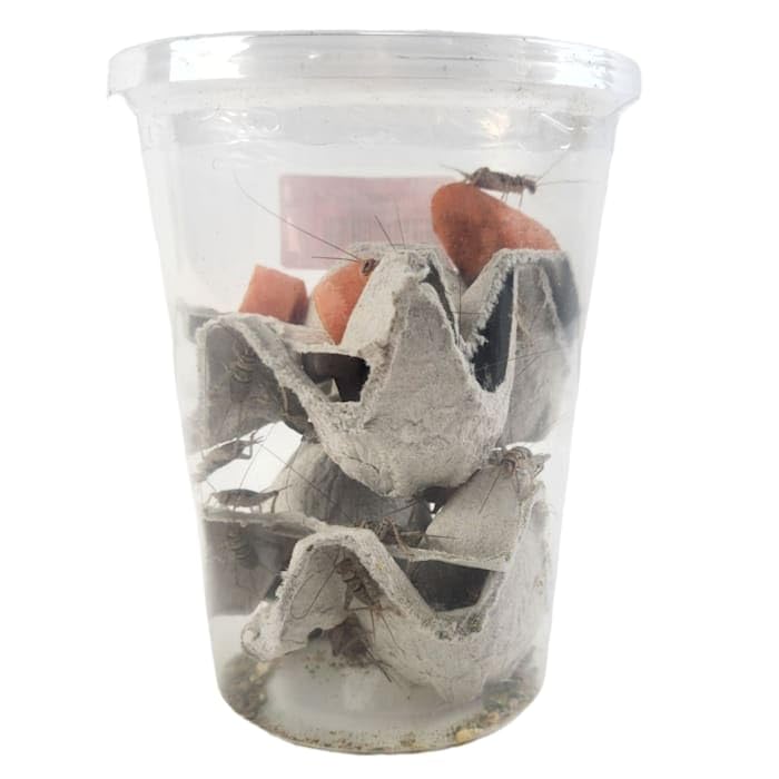 Josh's Frogs 3/4 GUTLOADED Banded Crickets (60 Count)