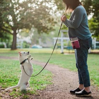 P.L.A.Y. Scout & About Deluxe Training Treat Pouch with Poop Bag Dispenser - 3 Way Wear, Detachable & Adjustable Strap, Reflecti