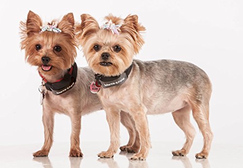 Marco Polo Pet Tracking Tag Accessory - Advanced Monitoring System, Nylon, 4 Piece Set, Model MPT-201