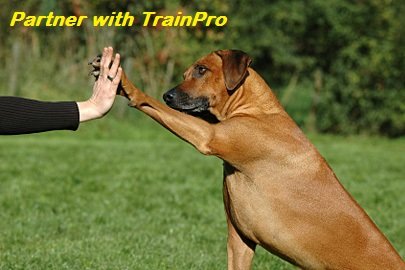 Trainpro Replacement ¾” Collar Strap Bands With Double Buckle Loop For All Brands Of Pet Shock Bark E Collars And Fences.