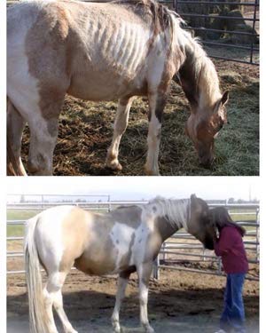 Horse Guard Super Weight Gain 40 lb, Equine Vitamin Mineral, Probiotic & Weight Gain Supplement