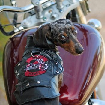 Doggie Design Biker Dawg Motorcycle Dog Jacket (X-Large, Black)