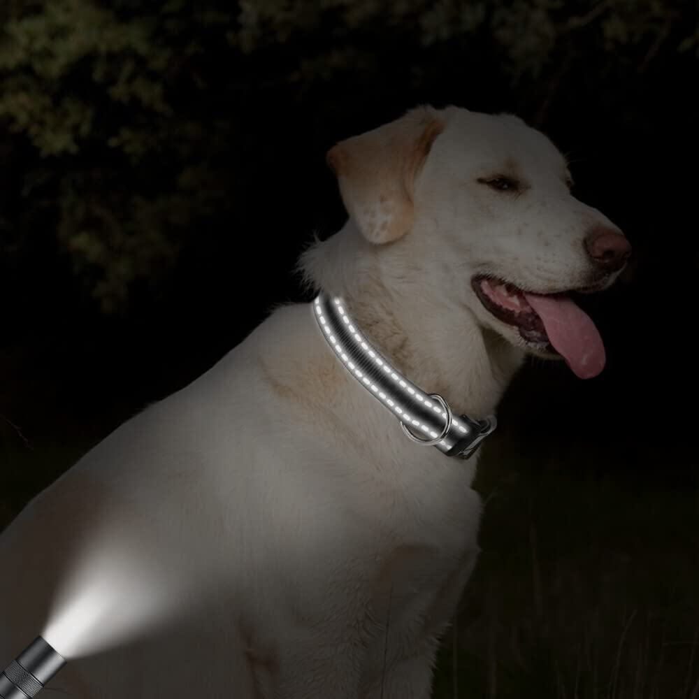 Taglory Reflective Adjustable Dog Collars For Puppy Small Medium Large Dogs, Thin Nylon Webbing And Quick Release Plastic Buckle(Black Medium)