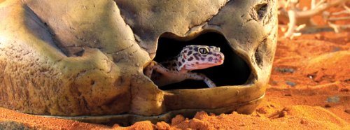 Exo Terra Gecko Cave For Reptiles And Amphibians, Large - Reptile Hideout To Help Alleviate Stress