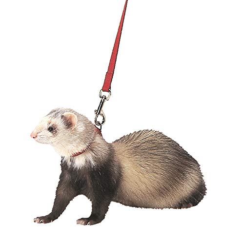 Marshall Pet Products Harness & Lead (Red)
