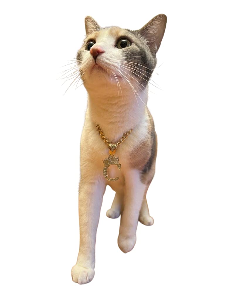 Initial Letter Cuban Chain Dog Chain Pet Chain Pet, Cat, Puppy Necklace (L, 26'')