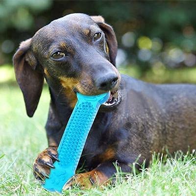 Pups&Pets NonToxic Rubber Dog Chew Toy Puppy/Dog Teething Toy Medium Size (Soft Interactive Jelly Bone Toy)