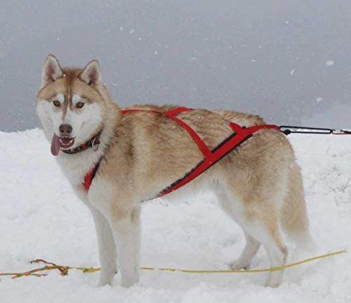 Neewa Pro Sled Dog Harness (Blue, Medium (Neck 17 Chest 29 Back 20))