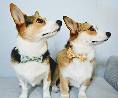 Lionet Paws Dog Collar With Bowtie, Durable Adjustable And Comfortable Collar For Xx-Small Dogs And Cats, Neck 7-11In