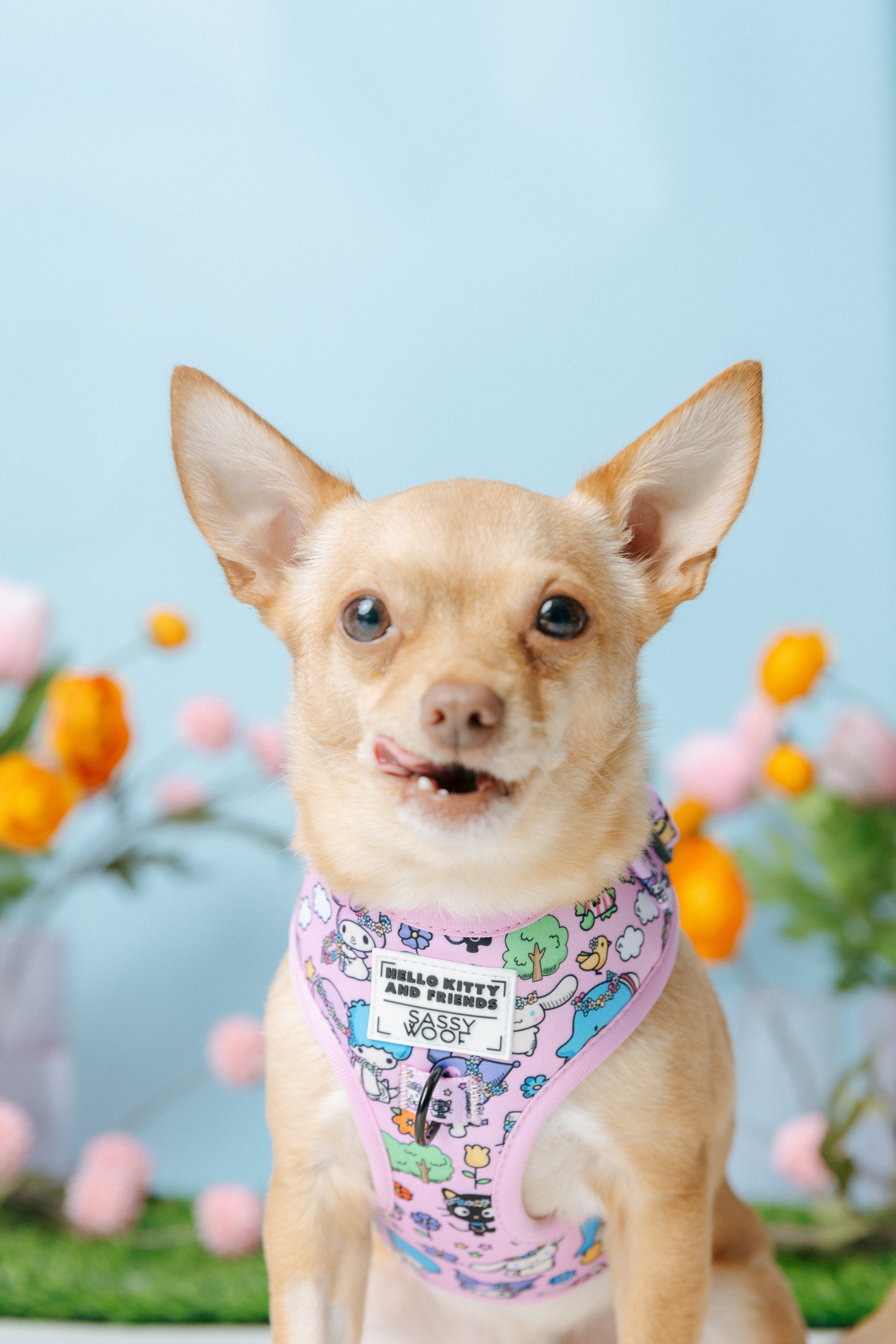 Dog Two Piece Bundle - Hello Kitty® & Friends Flower Festival