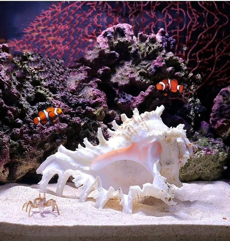 Natural Conch Shell Aquarium Decor Large Fish Tank Hideout