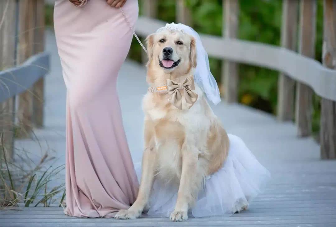 Unique Style Paws Silk Champagne Color Adjustable Durable Collar With Bow Wedding Bow Tie For Medium Dogs
