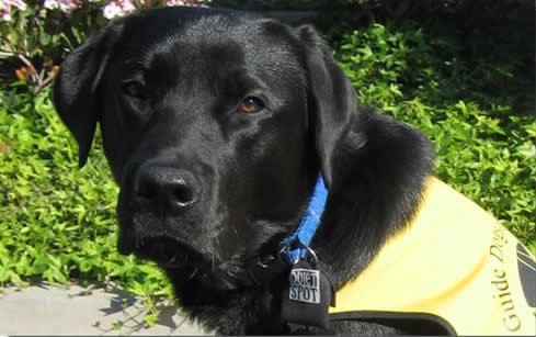 Quiet Spot Pet Tag Silencer (Orange)