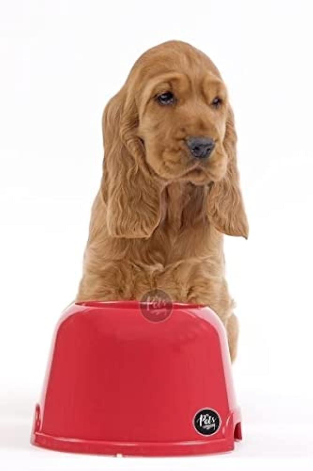 The Pets Company Plastic Elevated Long Eared Dog Bowl, Cocker Spaniel Food Bowl, 520 Ml, Color May Vary