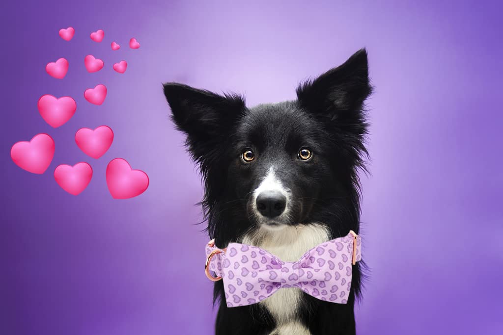 Elegant Little Tail Valentine'S Dog Collar With Bow, Cute Heart Dog Bowtie Pet Gift Dog Collar For Medium Dogs