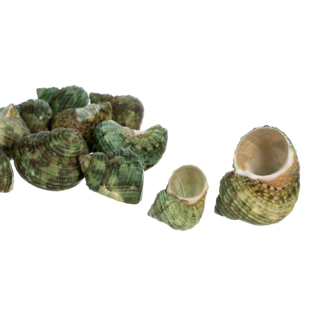 Hermit Crab Shells | Turbo Shells | 12 Green Stenuous Turbo Shells | Opening Size 0.5' - 1' | Hermit Crab House For D?or | Plus Free Nautical Ebook By Joseph Rains