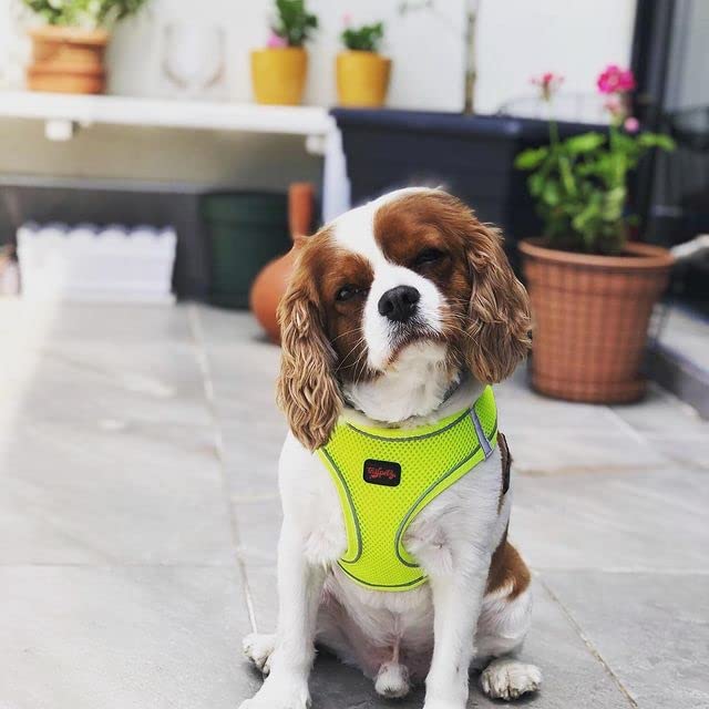 Tailpetz XXXS Dog Harness, Adjustable Step in No Pull Harness for Small Dogs, Reflective Puppy Harness for Puppy Training, Boy G