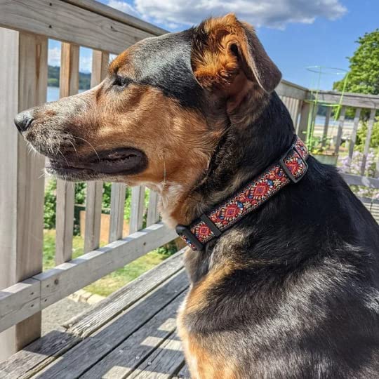 Dog Collars For Small Medium & Large Dogs - Designer Patterns On Long Lasting, Adjustable, Strong And Durable - Choose From Stun