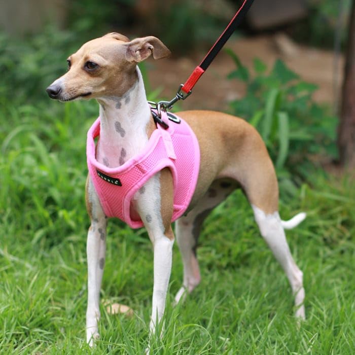 PUPPIA International PUAH305PI3L Soft Vest Harness, 3X-Large