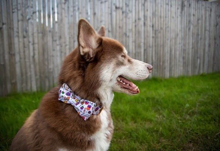 Elegant Little Tail Dog Collar With Bow - Fall Dog Collar Halloween Candy Bow Girl Boy Pet Collar Soft Dog Bowtie Collars For Small Dogs