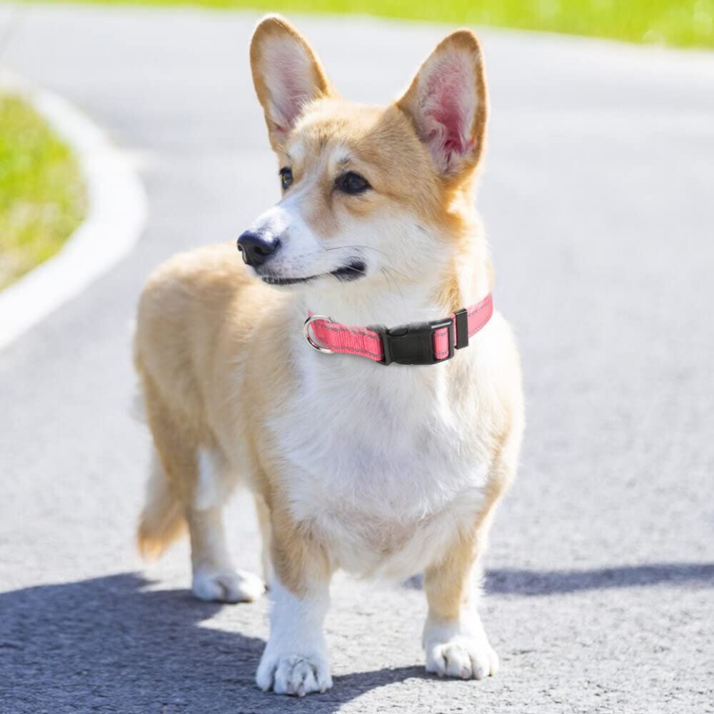 Taglory Reflective Adjustable Dog Collars For Puppy Small Medium Large Dogs, Thin Nylon Webbing And Quick Release Plastic Buckle(Noen Pink Medium)