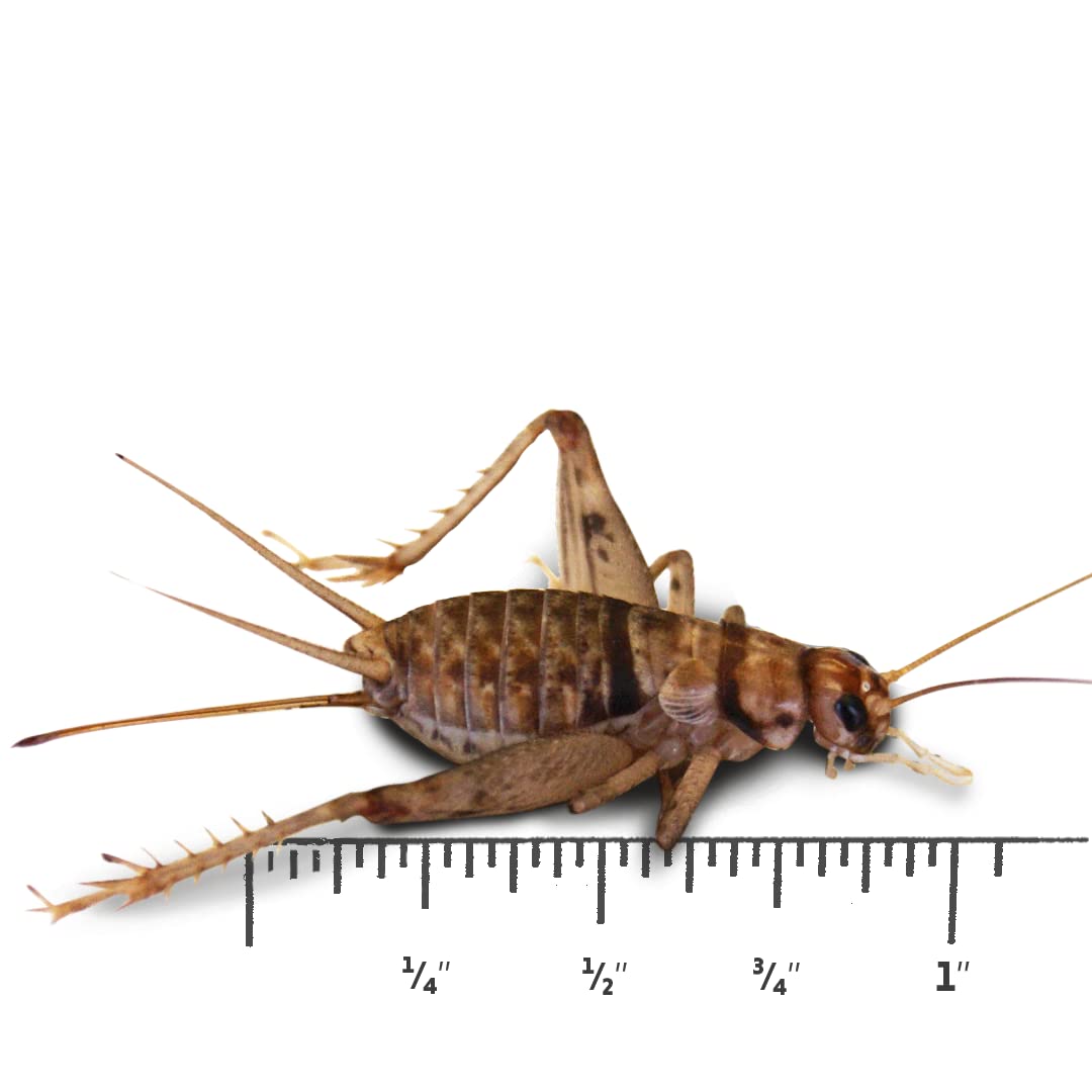 Josh's Frogs 1 Large Adult Banded Crickets (500 Count)