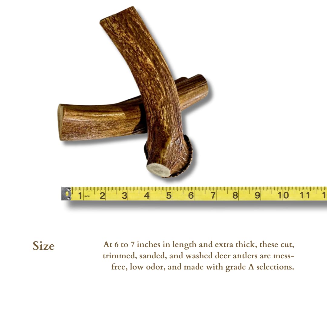 WhiteTail Naturals - Deer Antlers for Large Dogs (2 Pack- Jumbo XXL) All Natural Antler Dog Chew - Naturally Shed, Long Lasting