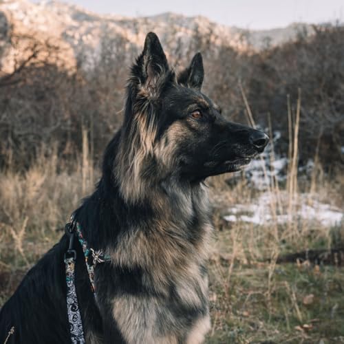 Wolfgang Heavy Duty Adjustable Dog Harness, Pull-Tested to Over 800 lbs for Walking & Training, LosMuertos Print, Medium