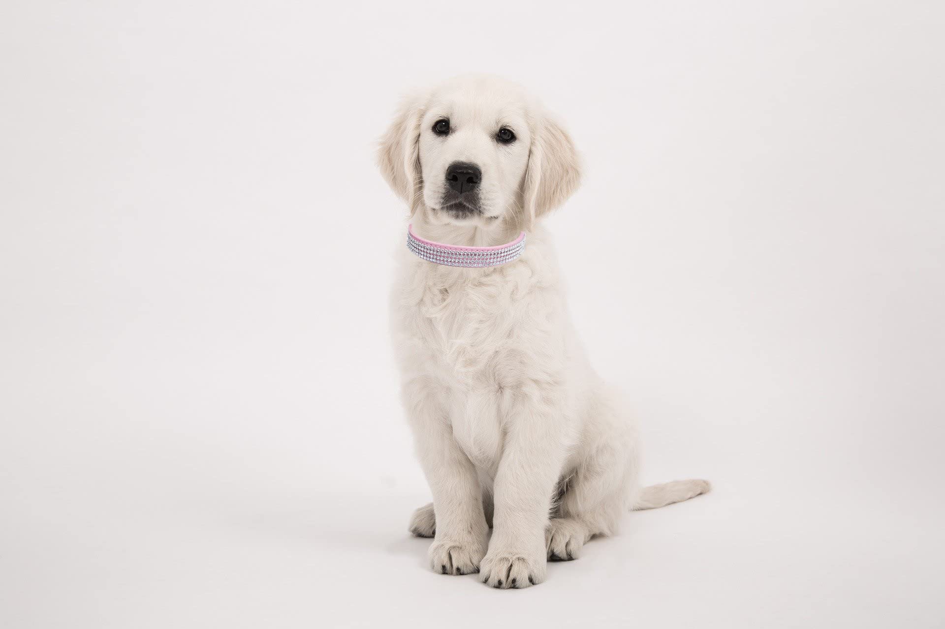 Thain Basic Adjustable Dog Cat Collar Bling Rhinestones Shing Diamonds Pu Leather With Rhinestones Buckle (L(Length 15''-18''),