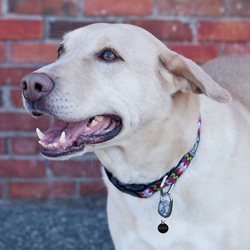 Rc Pet Products Convenient, Durable, Practical Pet Id Tag Clip