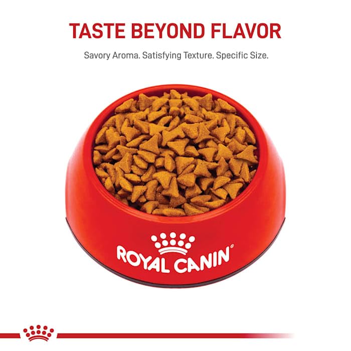 Royal Canin Feline Care Nutrition Hairball Care Adult Dry Cat Food, 3 lb Bag