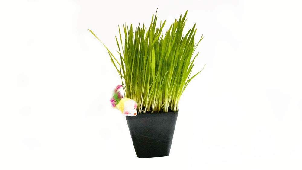 Thunder Acres Cat Grass Blend, Wheat, Barley, Oats, and Rye Mix, Non-GMO, Certified Organic, Bonus CAT Toy (5 LB)