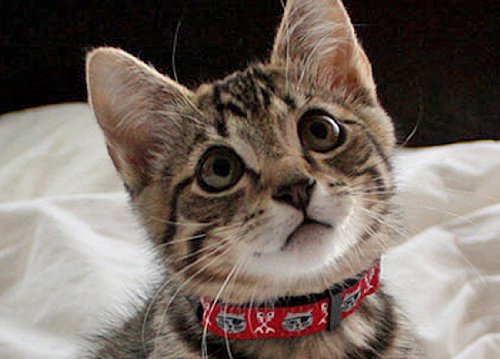 Rc Pets Kitty Breakaway Cat Collar, Pirate Cat