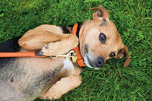 Digby & Fox Rolled Leather Dog Collar (Xx-Large, Tan)