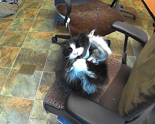 Coolcybercats Ribbon, Leather And Fur Attachment Cat Toys - Fit Wildcat And Popular Bird And Catcher Type Wands/Poles (Rabbit Fu