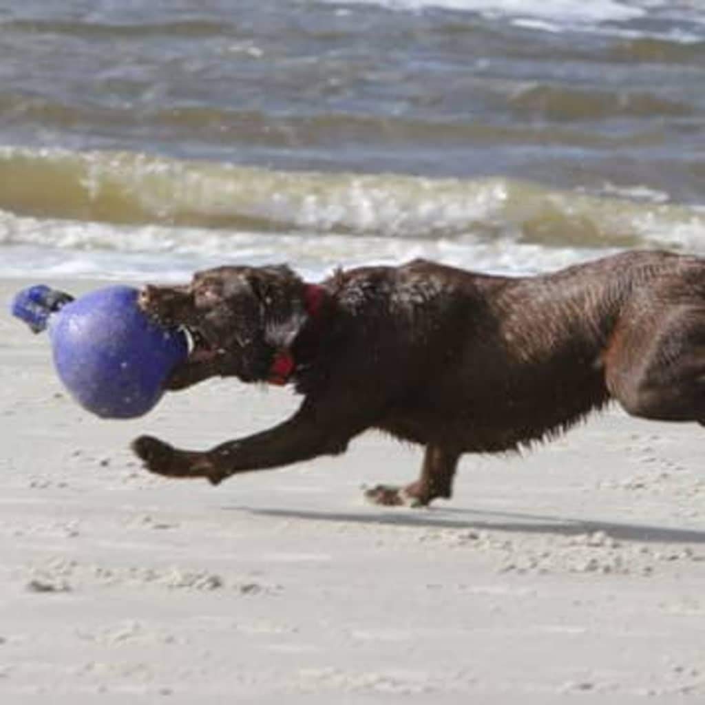 Jolly Pets Dog 10-Inch Tug-N-Toss, Blue