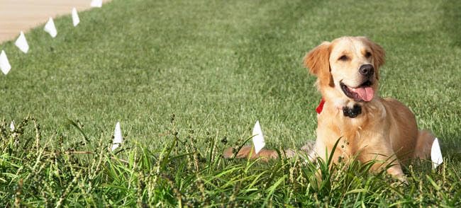 Extreme Dog Fence Electric Dog Fence Boundary Flags For Visual Aid During Underground And Wireless Dog Fence Training - 200 Flag
